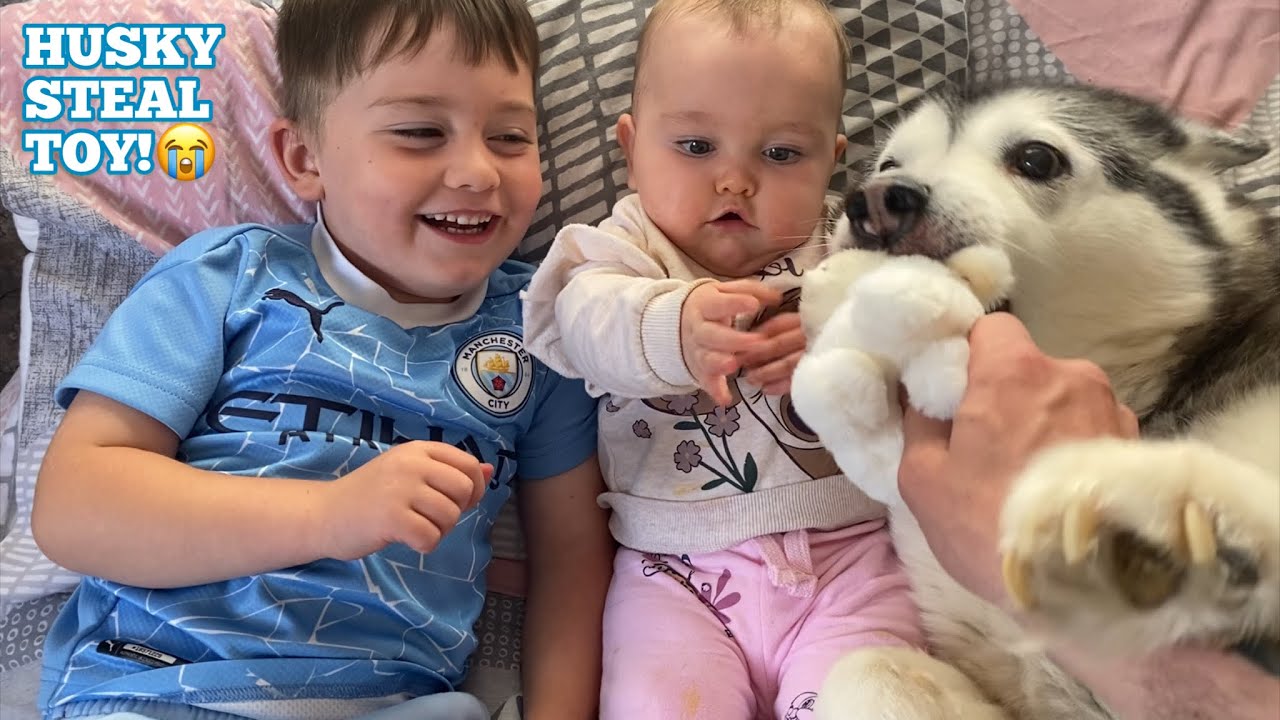 Husky STEALS Babies Favourite Toy!!..😭.