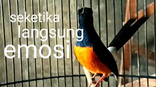 pancingan AMPUH murai batu agar cepat bunyi