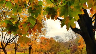 3 Hour relaxing sounds of golden autumn, video relax for rest, calm the nervous system