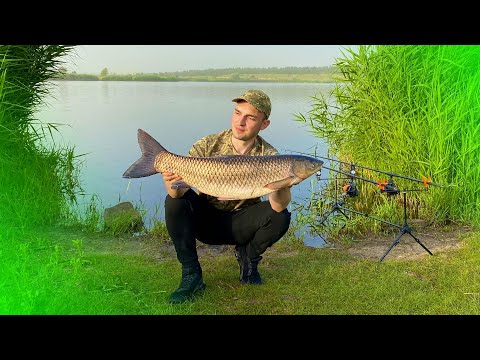 Ловля Амура у стенки камыша на кукурузу