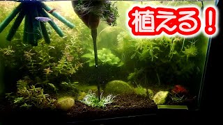 ニューラージパールグラスを移植します。うまく植えられない時の対処方法。