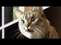 Смешные коты | Приколы с котами | Кошки | Позитив  |Создай себе хорошее настроение