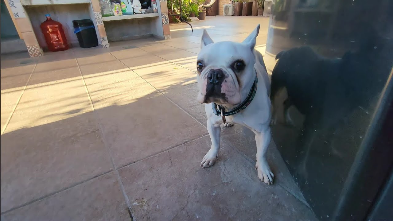 The Great-Tailed Grackle & Fiona the French Bulldog at the Rooftop Garden Suite in Mazatlán , Mexico