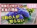紫陽花の花が咲かない３つの理由 ｂｙ園芸チャンネル 610 園芸 ガーデニング 初心者