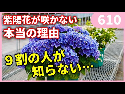 紫阳花は本当に多年生？品種選びが成功のカギ