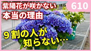 紫陽花の花が咲かない３つの理由 ｂｙ園芸チャンネル 610 園芸 ガーデニング 初心者