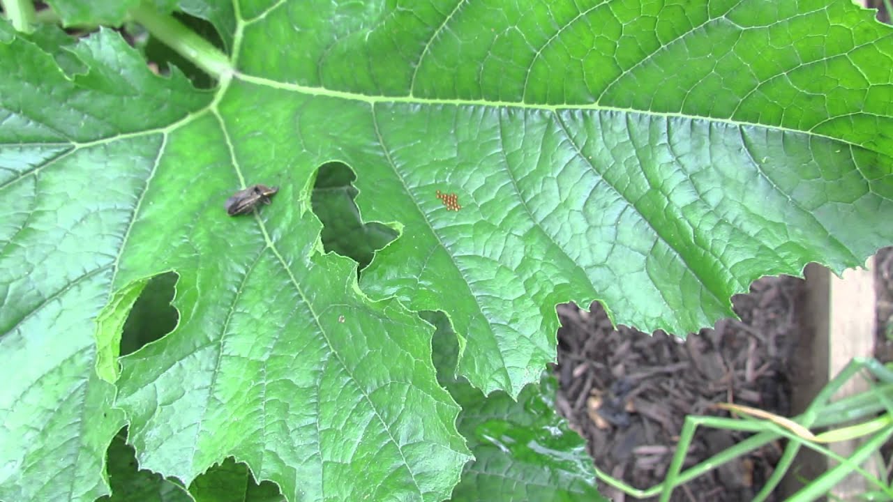 60 Seconds Or Sow Identifying The Squash Bug Squash Bug Eggs The