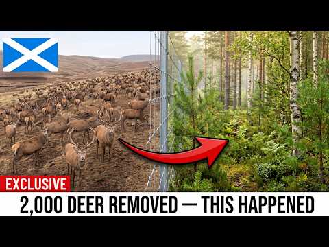 This Scottish Hillside Was Bare for 400 Years — Then a Furniture Heir Did Something Nobody Tried