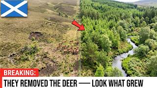 This Scottish Hillside Was Bare for 400 Years — Then a Furniture Heir Did Something Nobody Tried