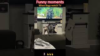 Try not to laugh 😂😂😂 #funnyvideo #catsoftiktok #dog #fyp #funny  #dogs #petsunited #pets #doggielife