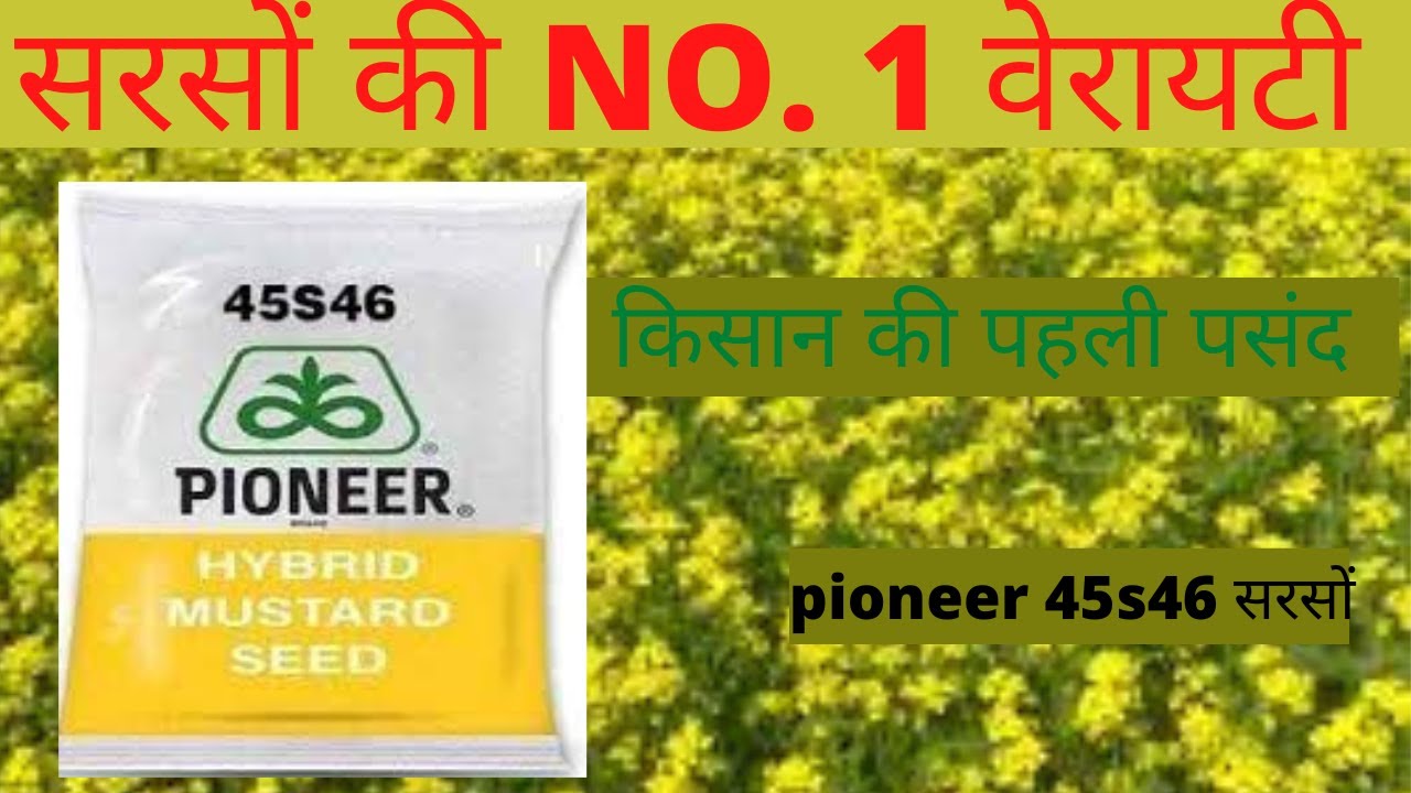 सरसों की खेती कब और कैसे करें Sarso ki kheti Mustard Farming