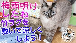 あ、蝉！夏で猫が暑いので竹のラグを床に敷きました【Jean & Pont 1829】2019/8/5 #ジャン #ポン