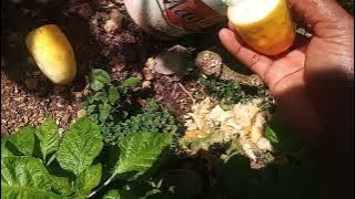 DAILY VLOG: Planting cucumber seeds  In my garden 