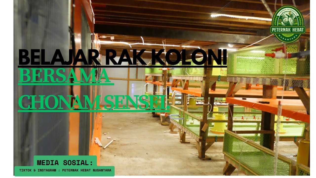 kandang 12 X 51 m dengan sistem rak koloni 2 susun || bpk Teguh Bontang lestari- Kaltim #kandangayam