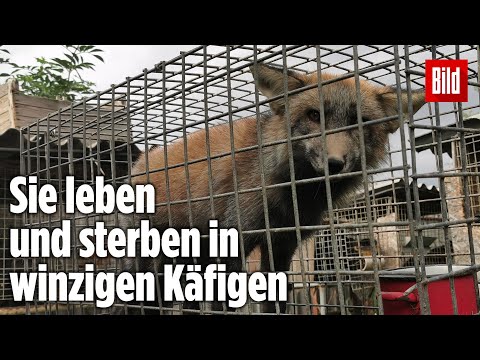 Video: Woher kommen Hunde aus Zoohandlungen?