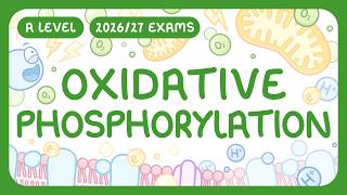 A-Level Biology - Oxidative Phosphorylation - What It Is Key Stages Atp Yield 202627 Exams