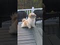 #shihtzu