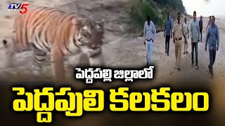 పదదపలల జలలల పదదపల Tiger Spotted In Ramagundam Peddapalli Tv5 News