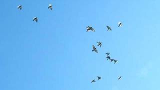 2008-11-25-Pigeons of TierraLinda flying 1.AVI