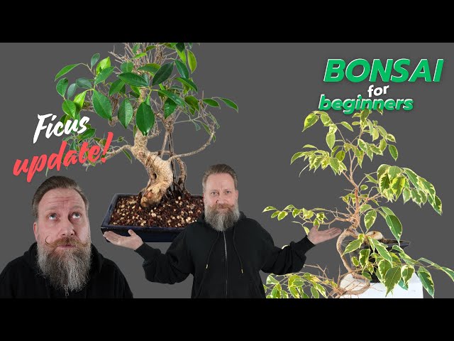 bambus tücher für hochglanzküchen Bambus.Allzweck.Tücher – mikiGREEN main image 0