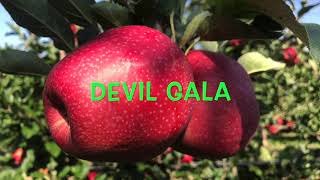 Яблоко сорта Devil Gala.