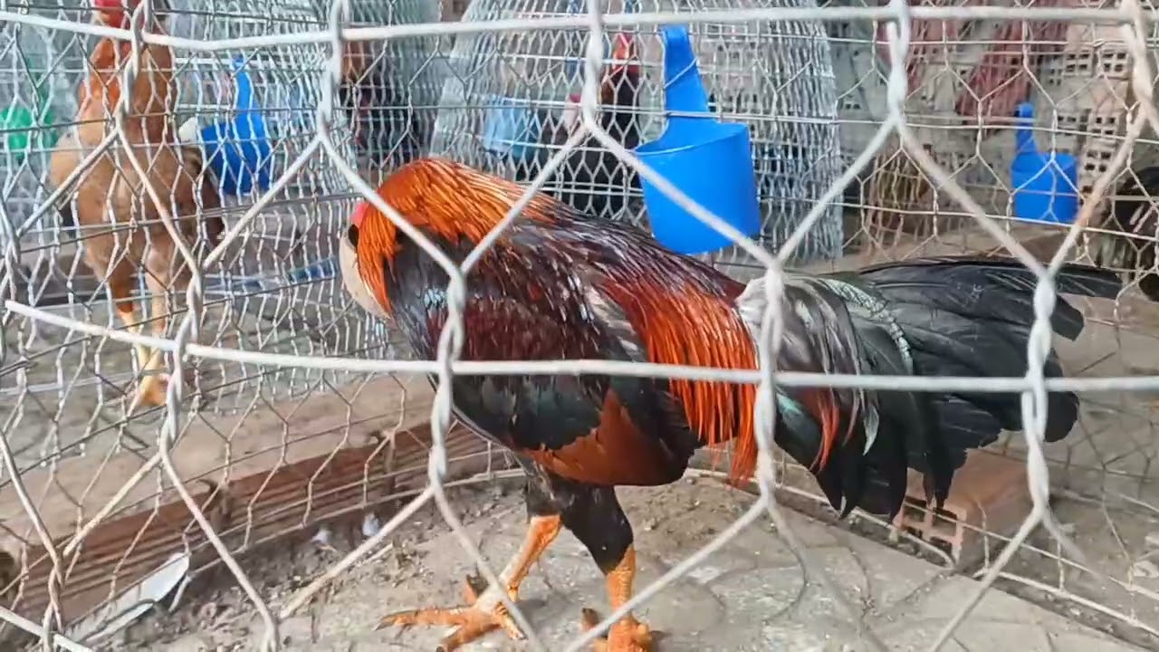 8.3.2026 ..@708..383..770 ae xem tham khảo 