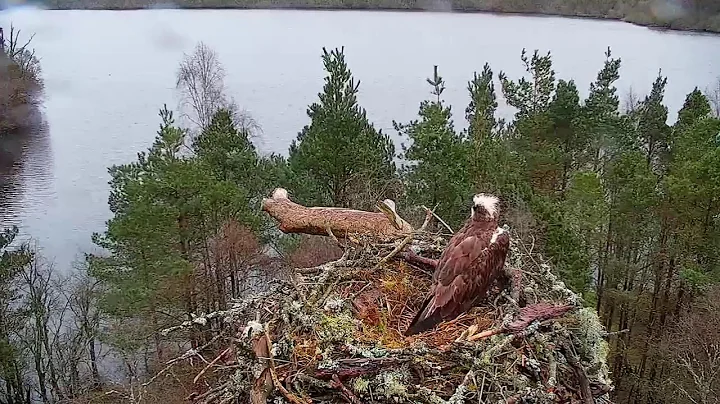 Live osprey nest camera at Loch of the Lowes Wildlife Reserve