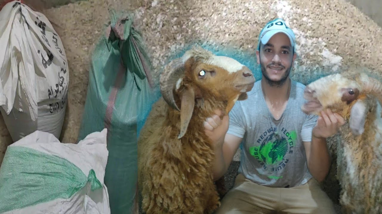 خلطة لتسمين الأغنام والخرفان تعطيك اوزان عاليه 120 كيلو للخروف الواحد مع خطوات وكميات مظبوطة 100%