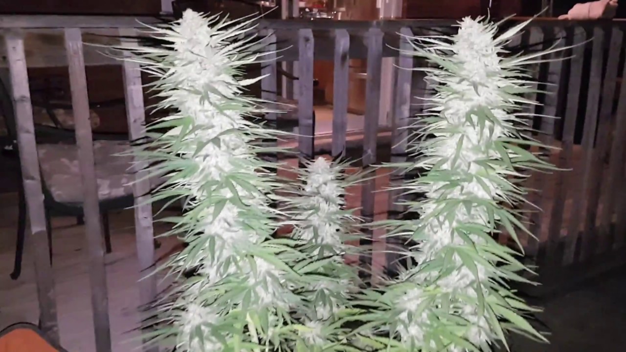 Outdoor Grow Gorilla Glue x Lemon Zkittle Monster Buds! 10gallon pot