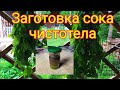 Дача/ заготовка сока чистотела/борьба с долгоносиком