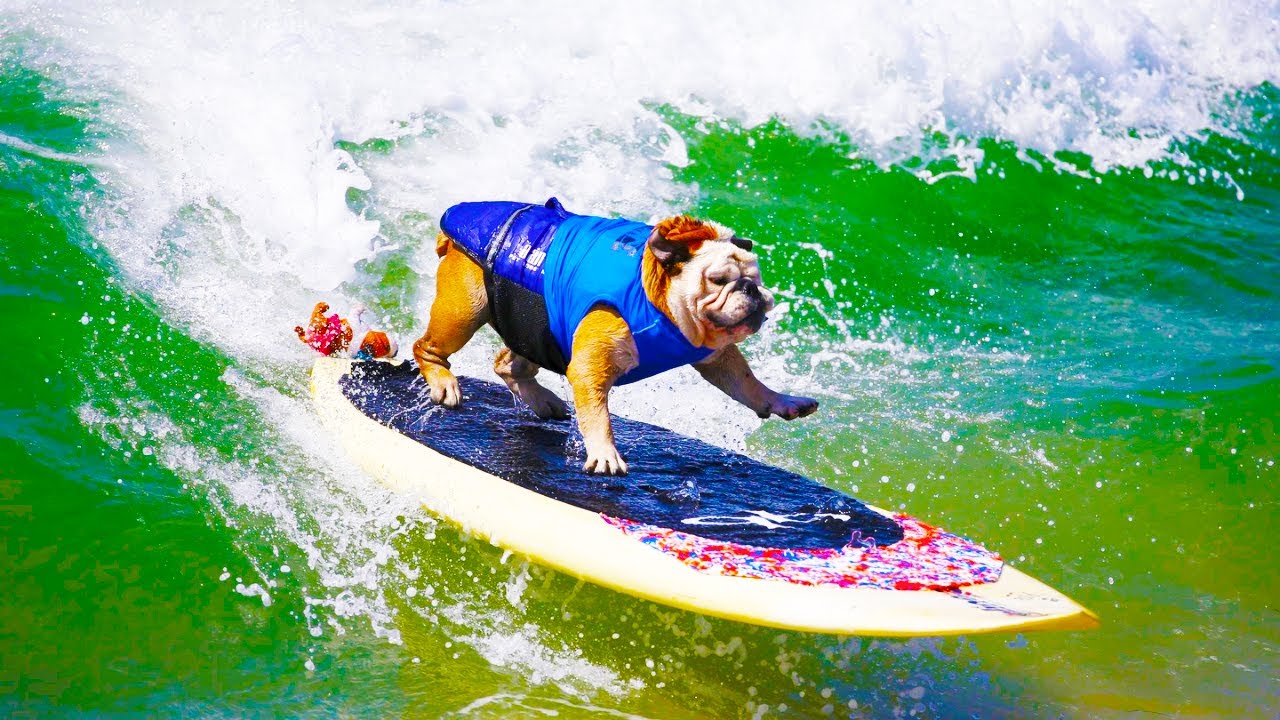 Genius Dogs. Who let the dogs out?