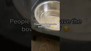 Dino's Antics As He Goes FOOD Crazy! | Dog Videos
