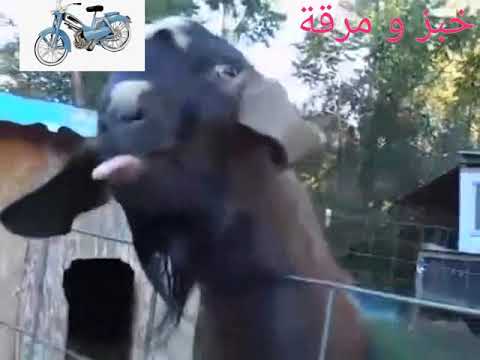 Zagertou Ya Nssa زغرتو يا نساء 