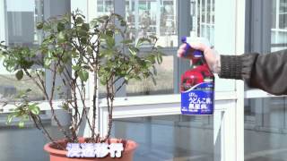ばらの黒星病やうどんこ病に優れた効果 殺菌剤 Youtube ばらの黒星病やうどんこ病に優れた効果 殺菌剤 Youtube