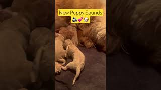 Newborn Goldendoodle Puppy Sounds #puppy #dogs #pets