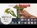 【果樹を育てる#02】柿の苗木のひと夏の経過報告