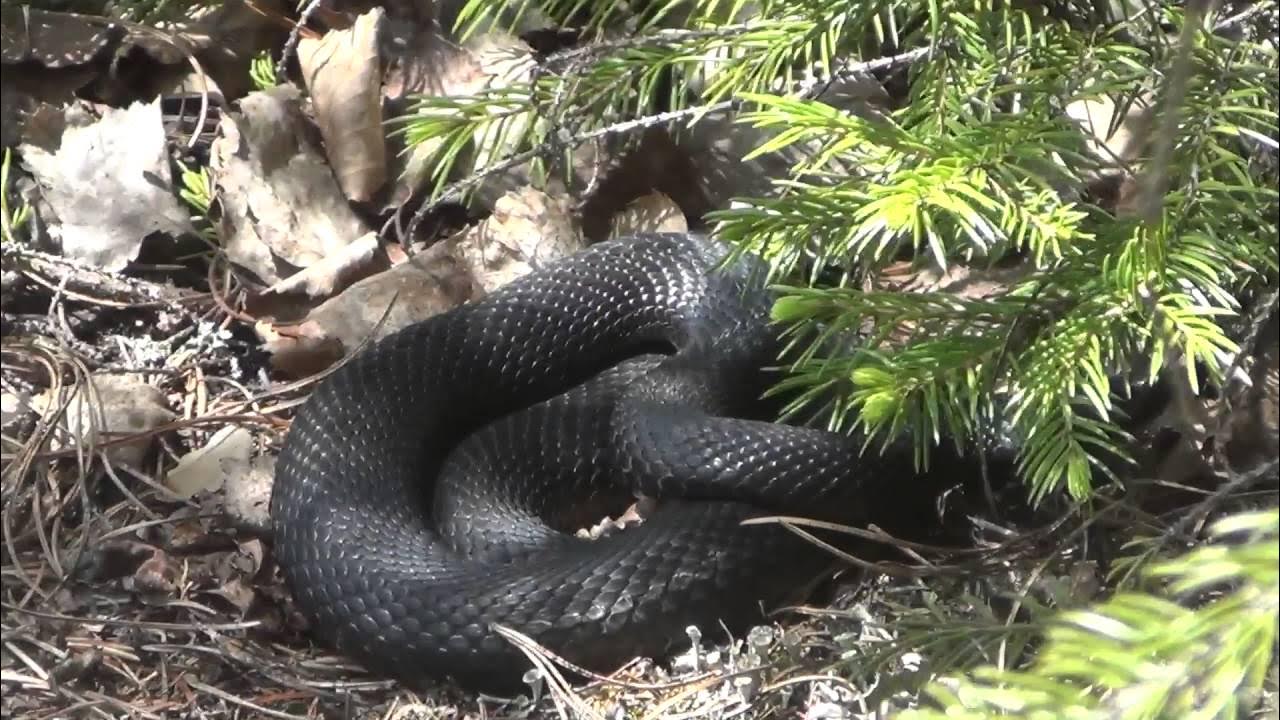 Змей сибири. Гадюка Никольского (Vipera nikolskii). Гадюка Никольского укус. Гадюка в тайге. Гадюка в Сибири.