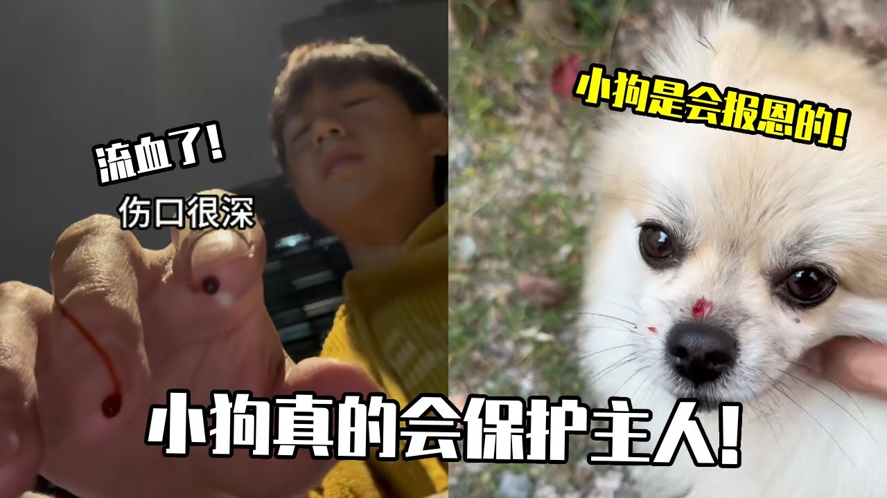 小狗真的会保护主人，说狗不报恩的，请看完这个视频 #博美 #宠物狗