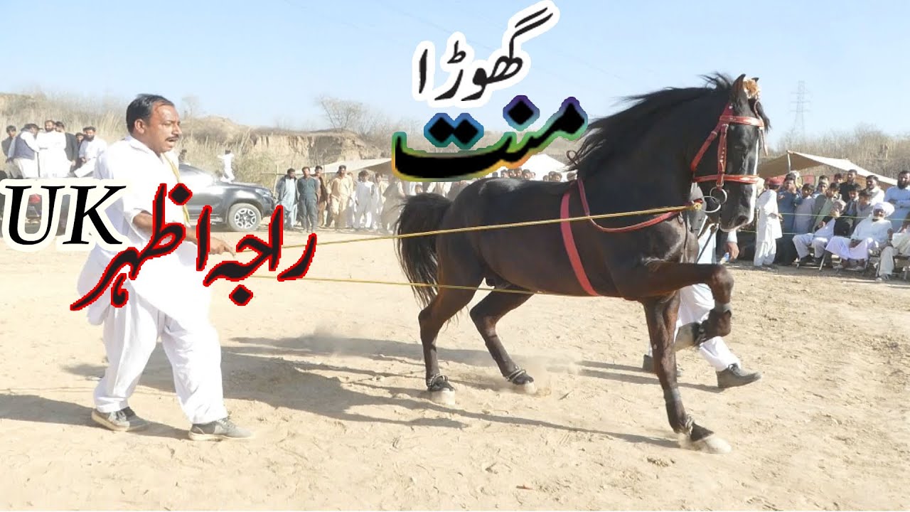 Ghora Raching Ghora Manat Raja Ahzar Uk | Best Ghora Dance In Pakistan - YouTube