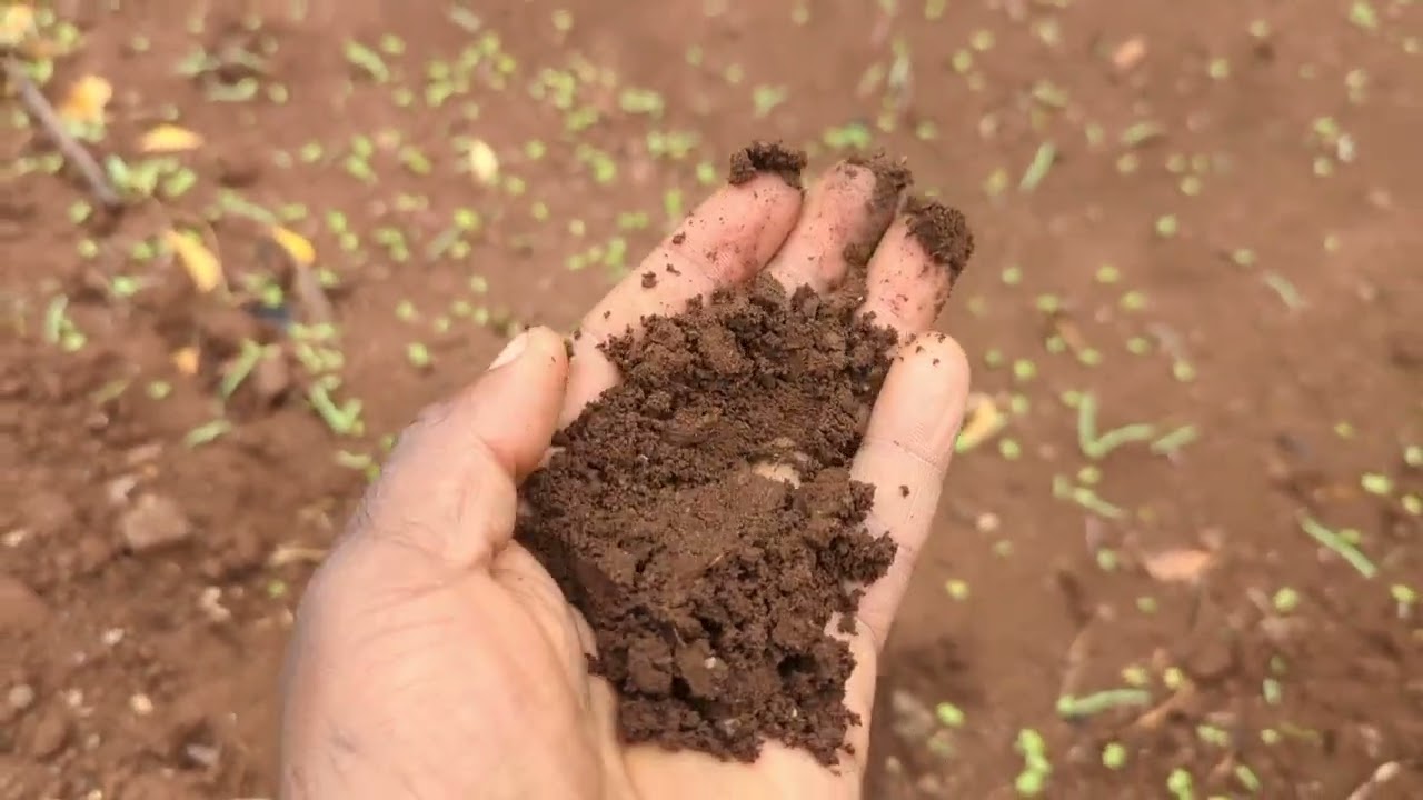 Jifunze kilimo cha mboga za majani, kilimohalisi