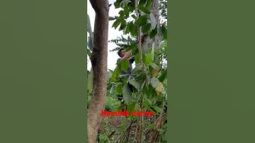 nembak durian, akhirnya jatuh juga😂 sniper sumatra sini nembak duren bareng, bang wahid🤣
