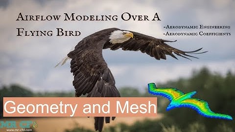 Airflow Modeling over a Flying Bird, CFD Simulation