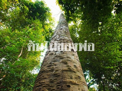 ต้นไม้ของพ่อ - น้องใบพลู