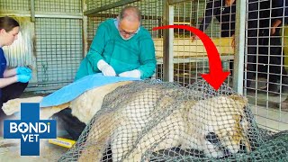 Vet Removes Lioness Tumor In Her Enclosure 😲 Bondi Vet by Bondi Vet 15,993 views 1 month ago 8 minutes, 17 seconds