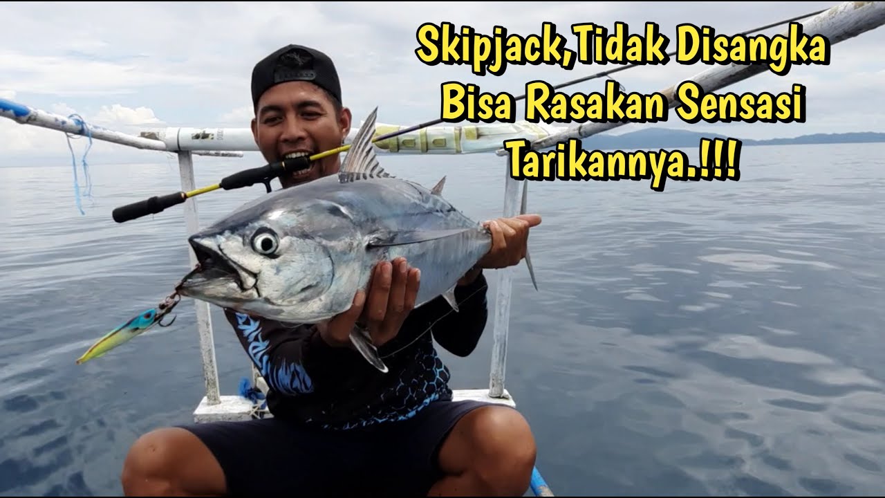 Perdana Reel Daido Black Bison Taklukan Skipjack || ULTRALIGHT JIGGING