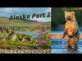 8 DAYS SOLO IN ALASKA PART 2 - WILDLIFE PHOTOGRAPHY, PTARMIGAN AND MORE BEARS