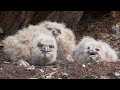 Birds of prey. Eagle owl. Bird nest.