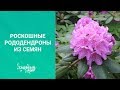 Роскошные рододендроны из семян