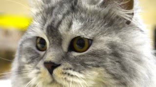 Котята шотландской вислоухой из питомника de Nicole 1 Котята шотландской вислоухой из питомника de Nicole 1