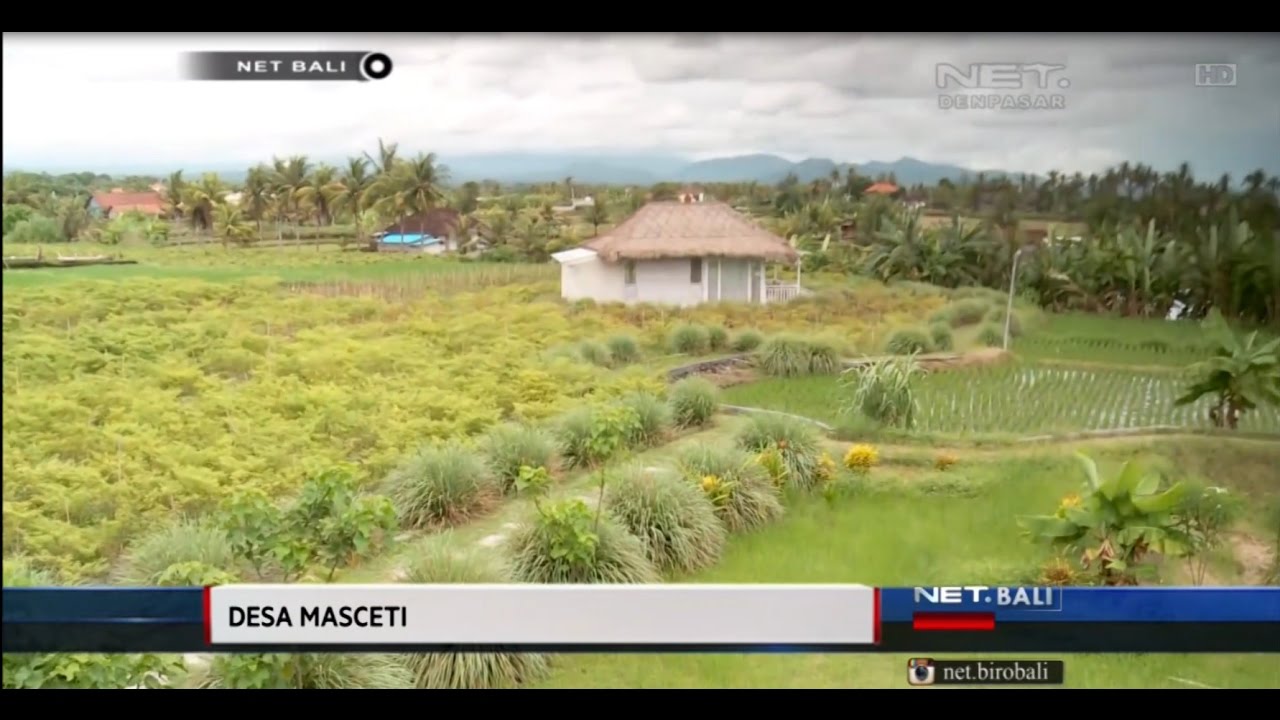 NET BALI WISATA PERTANIAN BALI DI DESA MASCETI BALI 